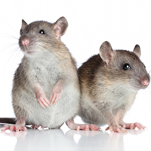 mouse photo 2